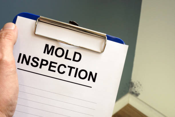 Why You Should Choose Our Mold Remediation Services in Lathrop, MO